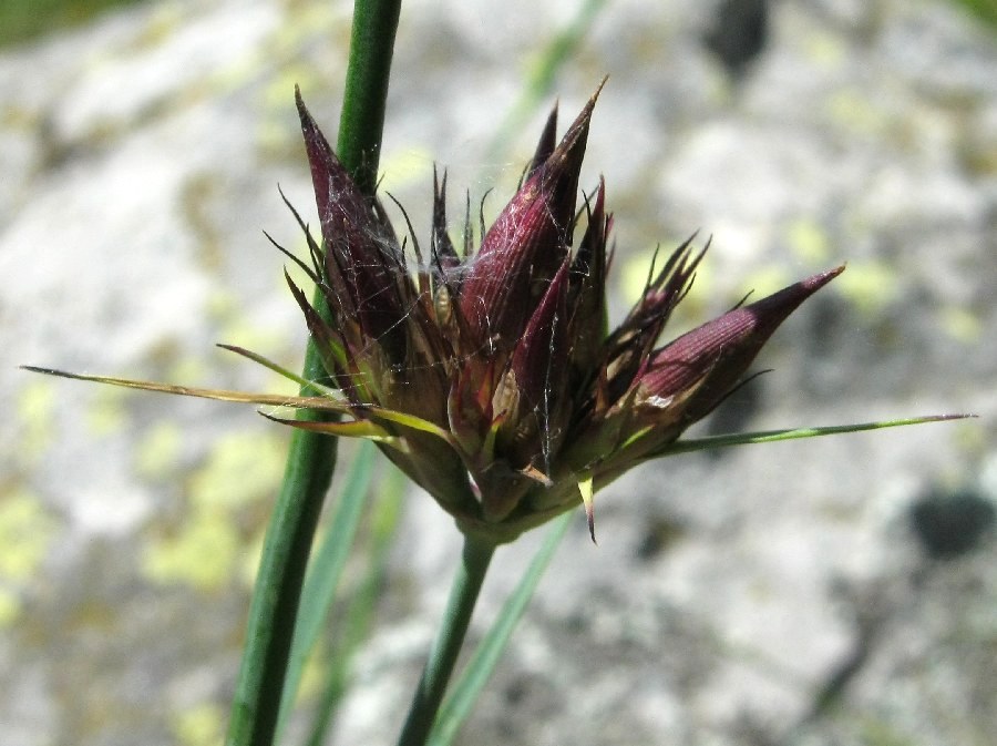 <i>Dianthus carthusianorum</i> L. subsp. <i>carthusianorum</i>