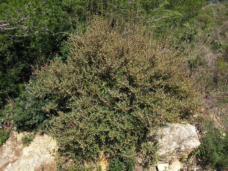 <i>Phillyrea angustifolia</i> L.