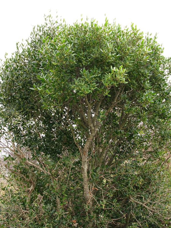<i>Phillyrea latifolia</i> L.