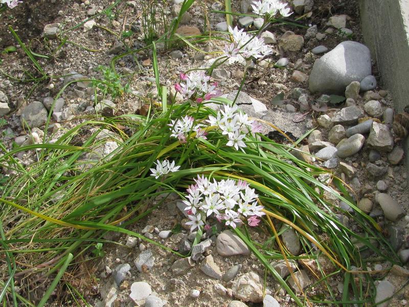 <i>Allium trifoliatum</i> Cirillo