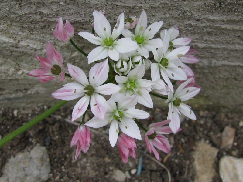 <i>Allium trifoliatum</i> Cirillo