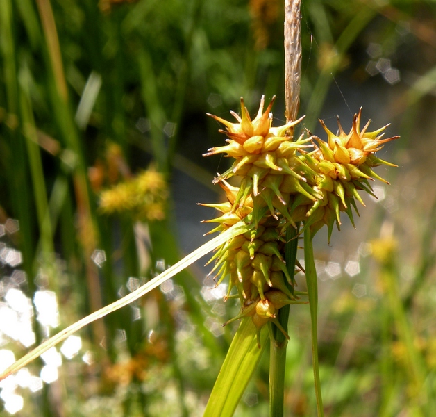 <i>Carex flava</i> L.