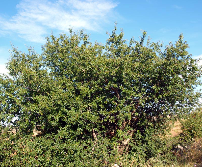 <i>Prunus mahaleb</i> L.
