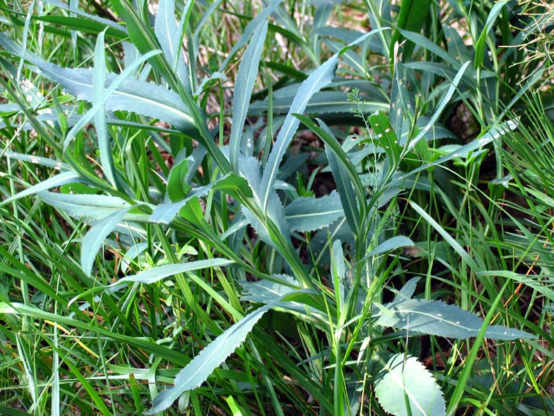 <i>Carduus defloratus</i> L. subsp. <i>sumanus</i> (Pollini) Arcang.