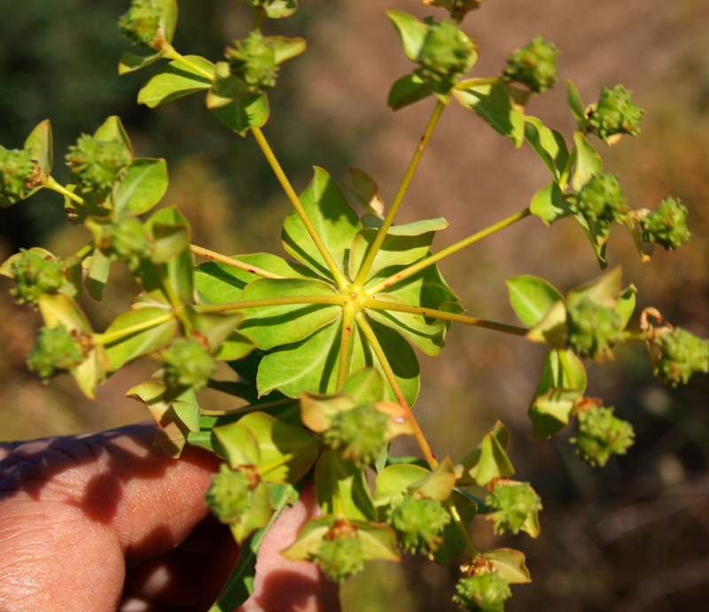 <i>Euphorbia ceratocarpa</i> Ten.