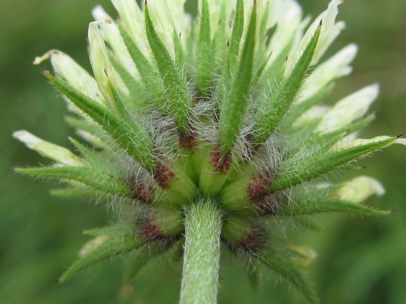 <i>Trifolium squarrosum</i> L.