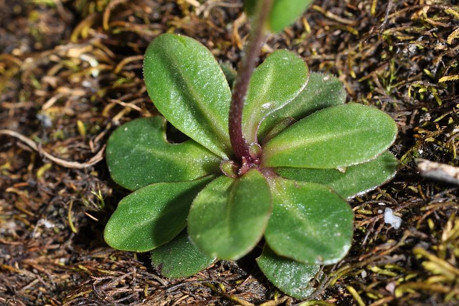 <i>Arabis bellidifolia</i> Crantz
