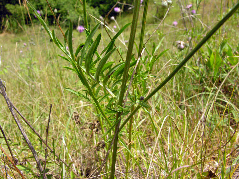 <i>Centaurea scabiosa</i> L. subsp. <i>grinensis</i> (Reut.) Nyman