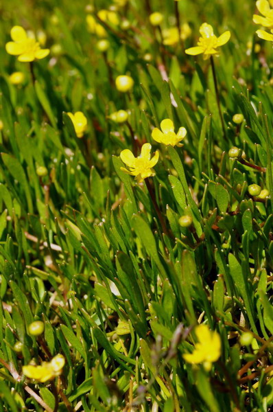 Ranunculus reptans 6.jpg