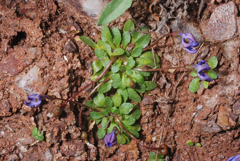 <i>Solenopsis bacchettae</i> Brullo, C.Brullo, Tavilla, Siracusa & Cambria