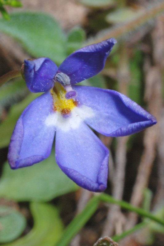 <i>Solenopsis bacchettae</i> Brullo, C.Brullo, Tavilla, Siracusa & Cambria
