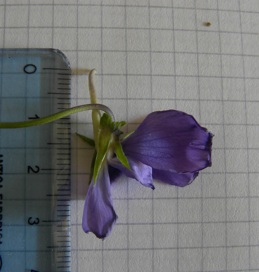 <i>Viola ferrarinii</i> Moraldo & Ricceri