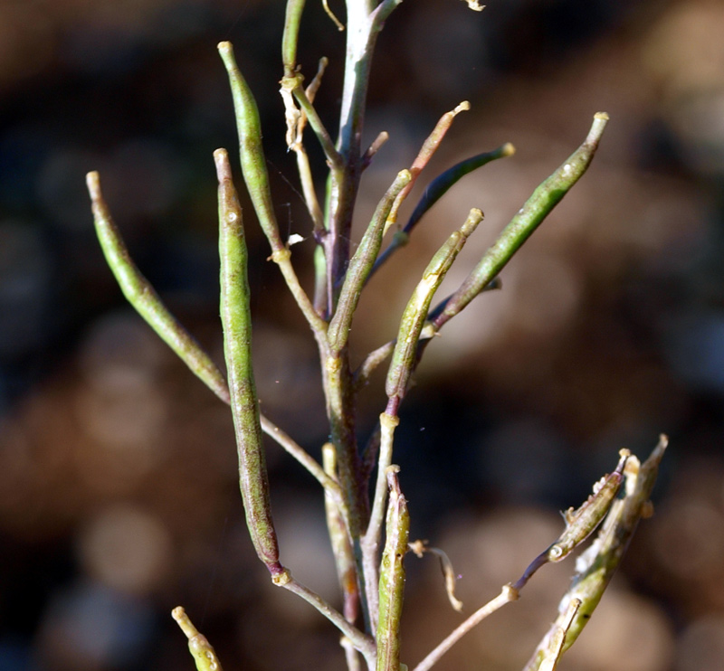 <i>Diplotaxis tenuifolia</i> (L.) DC.