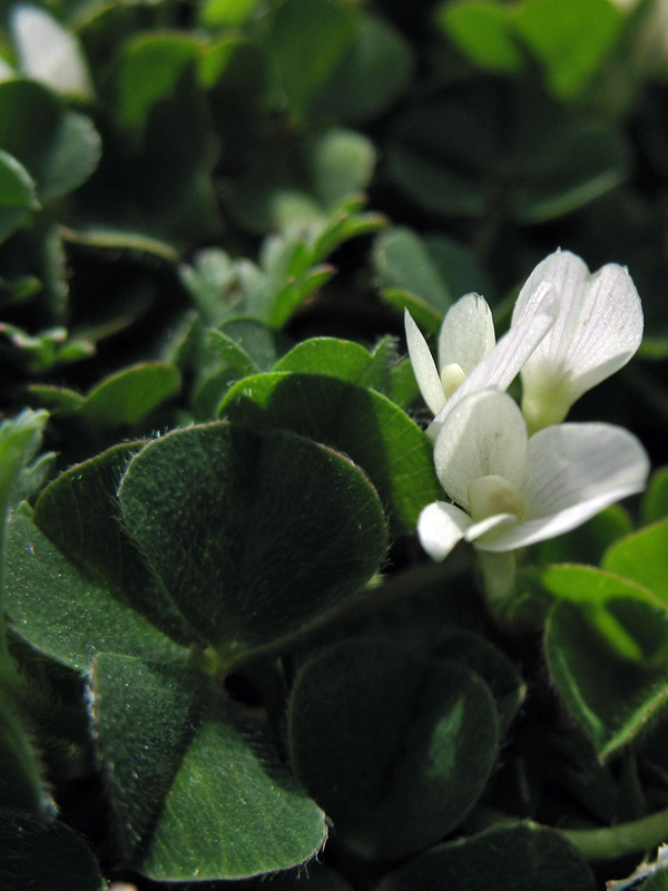 trifolium-1.jpg