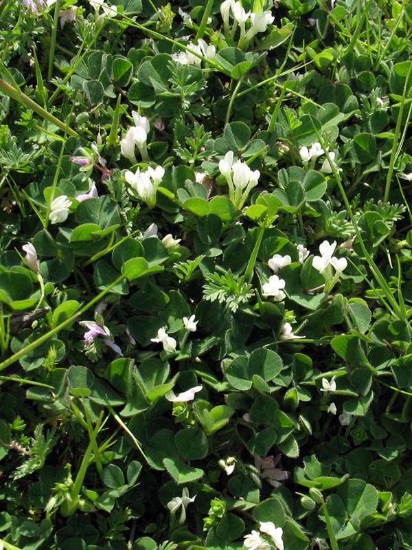 trifolium-4.jpg