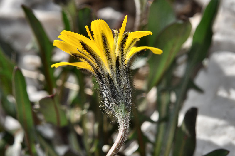 <i>Scorzoneroides montana</i> (Lam.) Holub subsp. <i>breviscapa</i> (DC.) Greuter