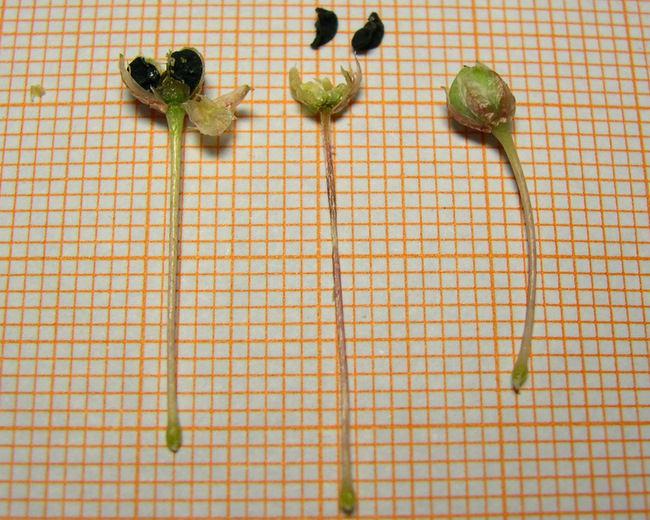 <i>Allium atroviolaceum</i> Boiss.