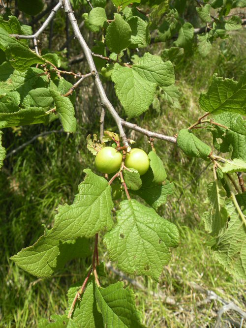 <i>Prunus brigantina</i> Vill.