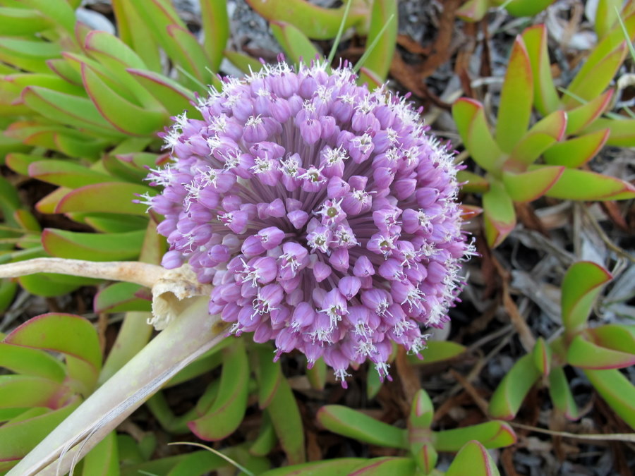 Allium commutatum Guss. - Amaryllidaceeae - Aglio delle isole - lug (2).jpg