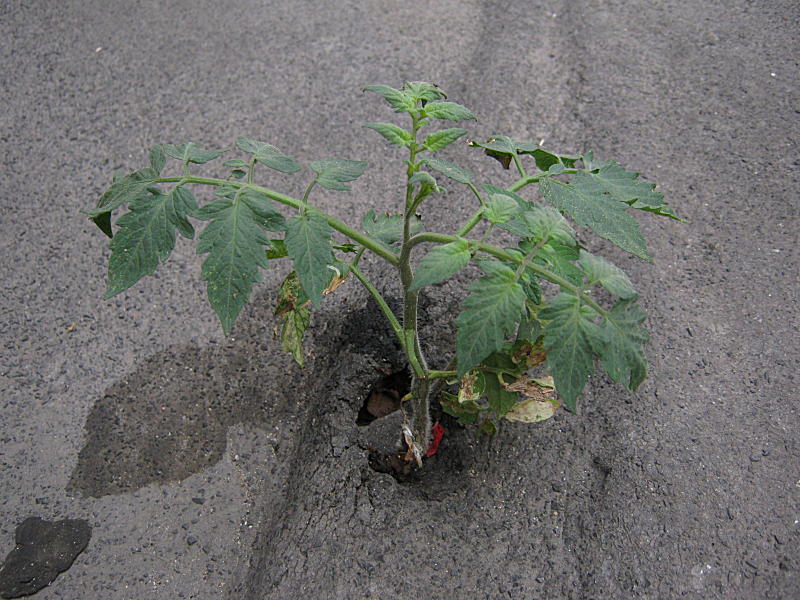 <i>Solanum lycopersicum</i> L.
