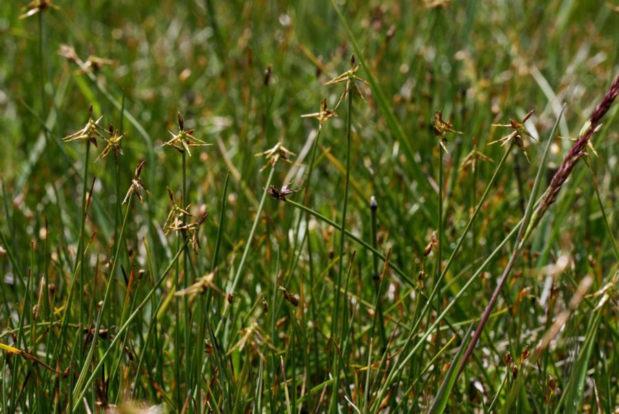 <i>Carex microglochin</i> Wahlenb.