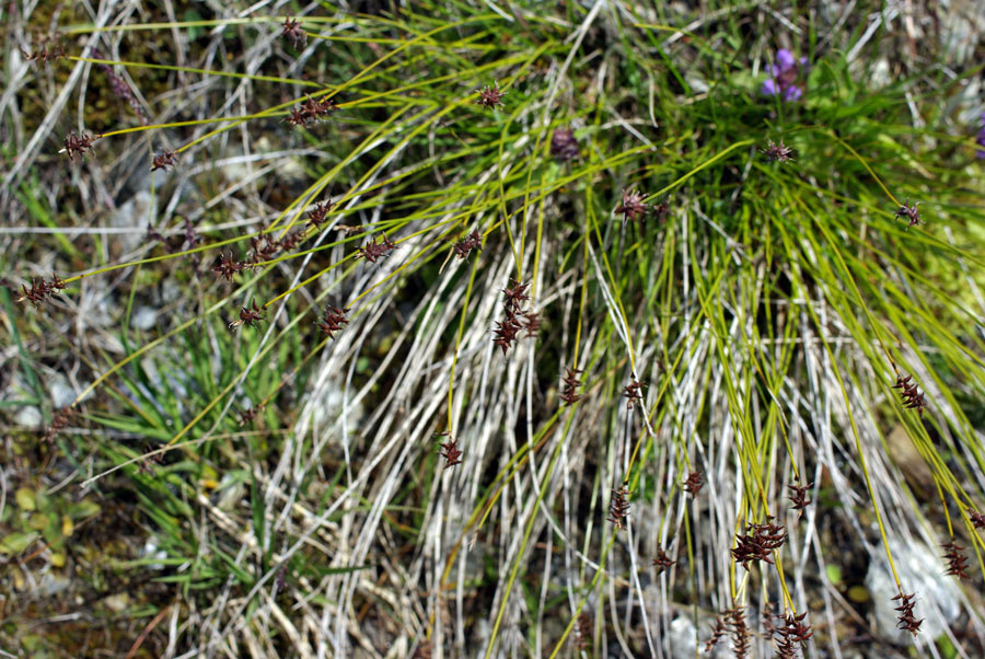 <i>Carex davalliana</i> Sm.