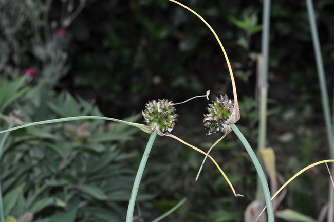<i>Allium oleraceum</i> L. subsp. <i>oleraceum</i>