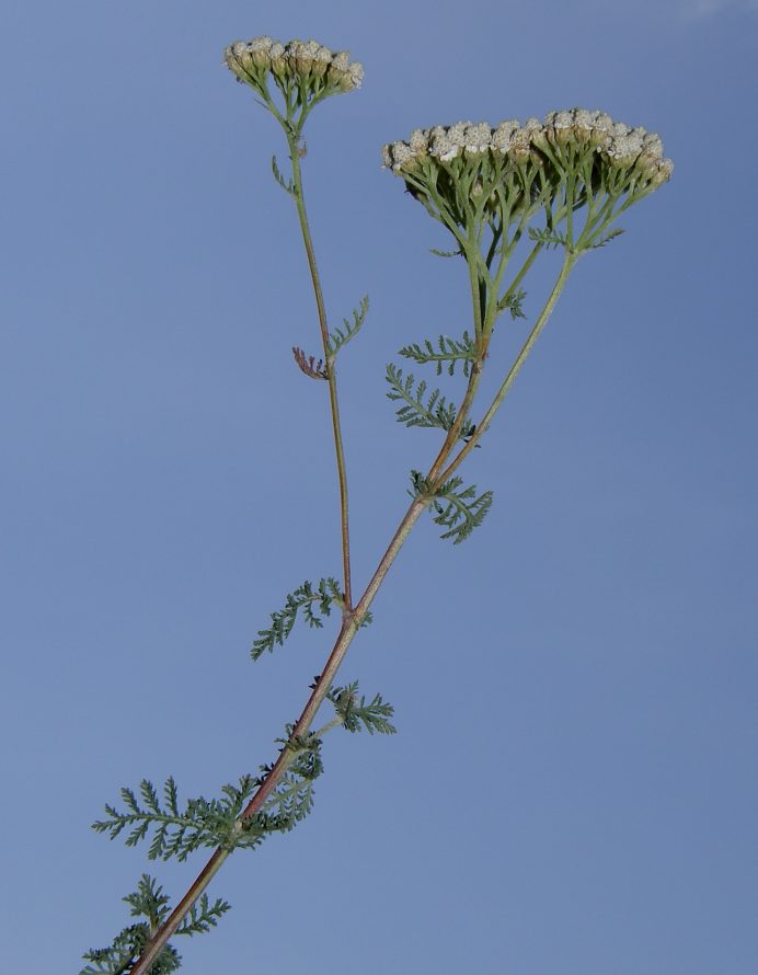 <i>Achillea nobilis</i> L. subsp. <i>nobilis</i>
