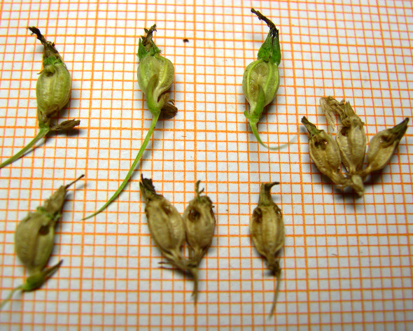 <i>Asyneuma limonifolium</i> (L.) Janch. subsp. <i>limonifolium</i>