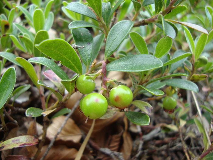 <i>Arctostaphylos uva-ursi</i> (L.) Spreng.