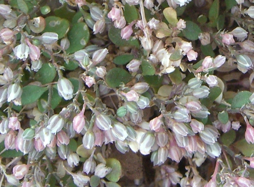 <i>Polycarpon tetraphyllum</i> (L.) L. subsp. <i>polycarpoides</i> (Biv.) Iamonico