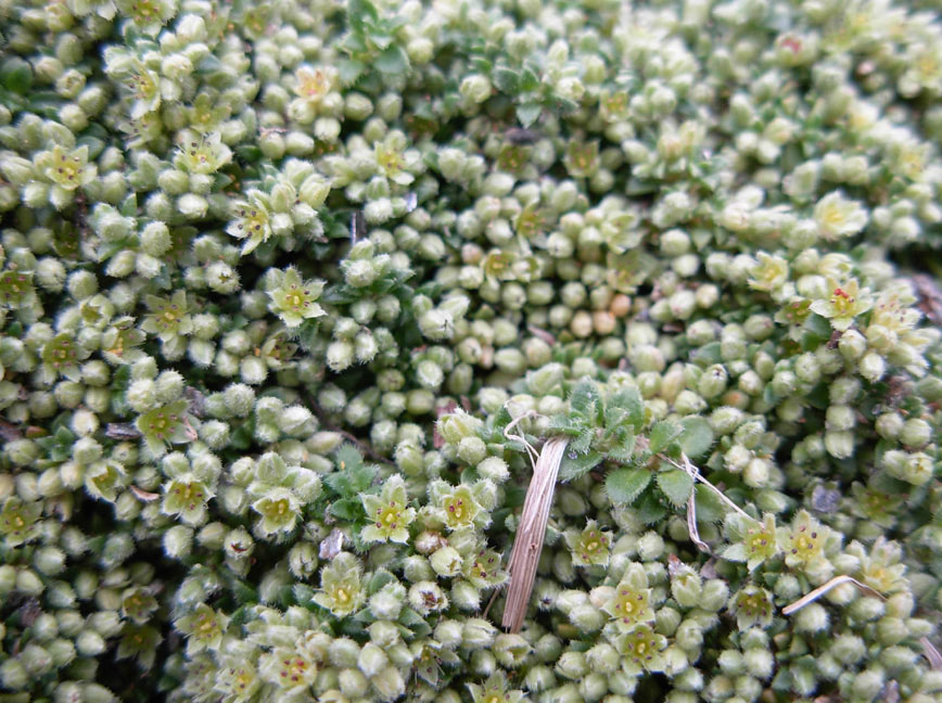 Herniaria alpina