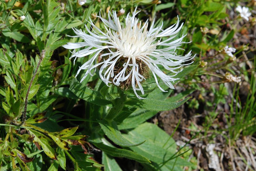 <i>Centaurea nervosa</i> Willd. subsp. <i>nervosa</i>