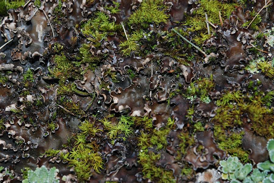 lichene84 ayas luglio 2011.jpg