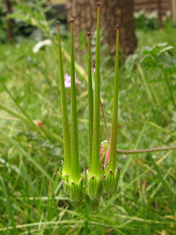 <i>Erodium cicutarium</i> (L.) L'Hér.