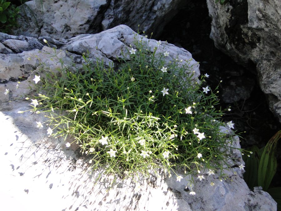 <i>Facchinia grignensis</i> (Rchb.) Dillenb. & Kadereit