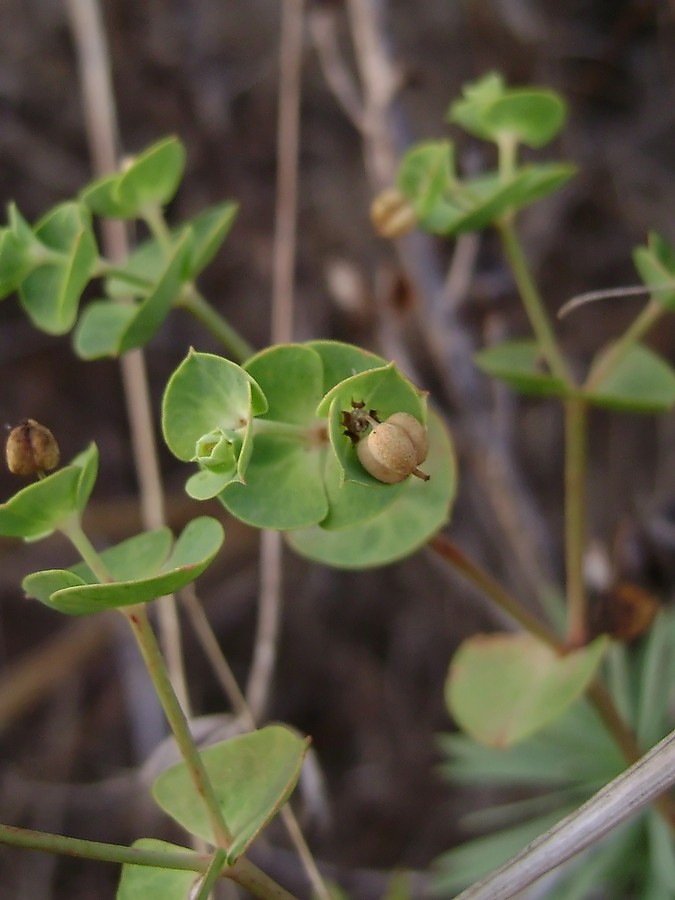 <i>Euphorbia segetalis</i> L.
