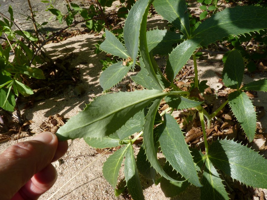 Helleborus lividus Aiton subsp. corsicus {F 1977}