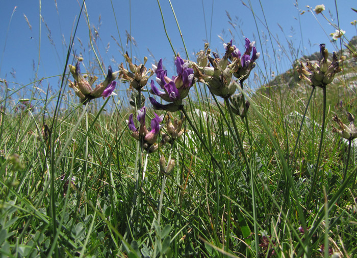<i>Astragalus vesicarius</i> L.