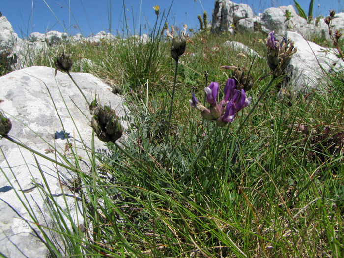 <i>Astragalus vesicarius</i> L.