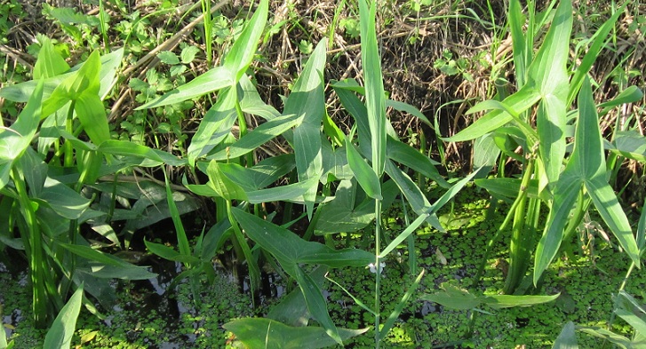 <i>Sagittaria sagittifolia</i> L.