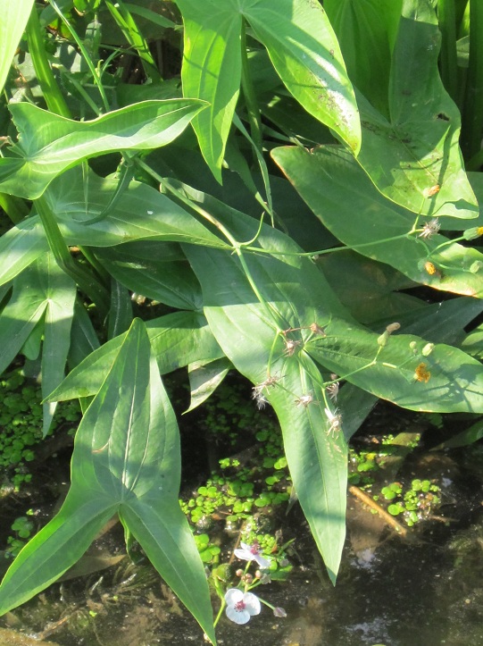 <i>Sagittaria sagittifolia</i> L.