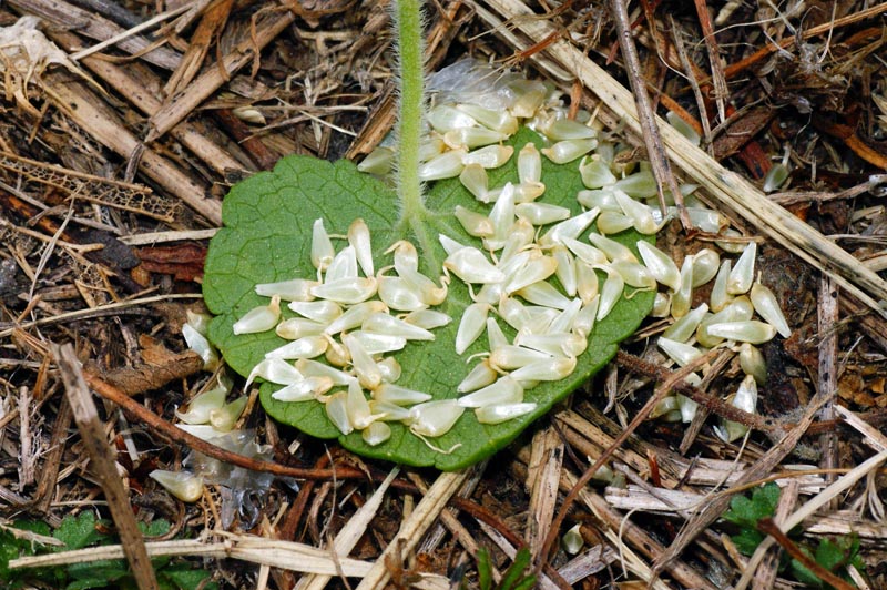<i>Allium vineale</i> L.