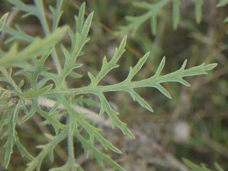 <i>Ambrosia tenuifolia</i> Spreng.