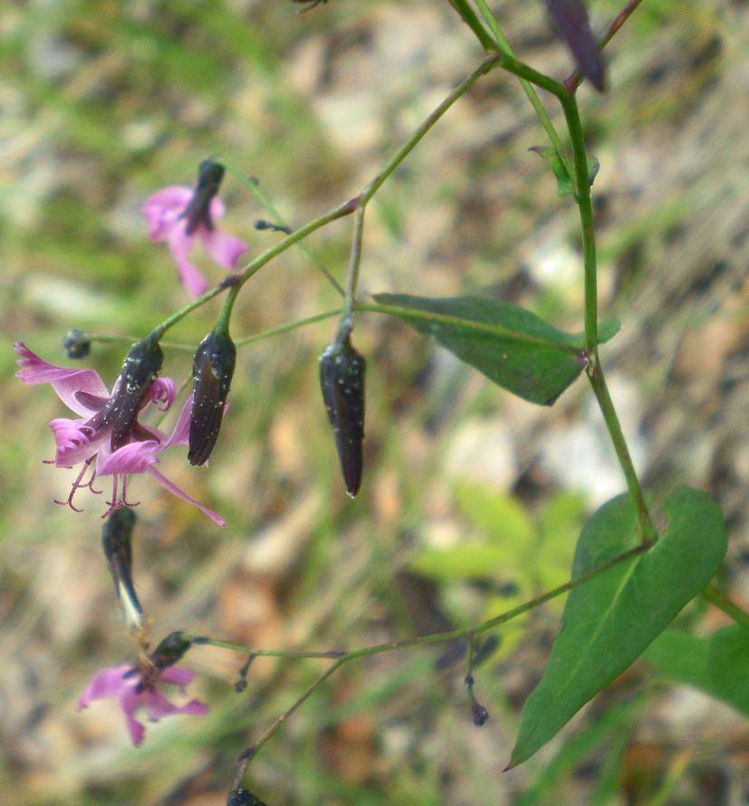 <i>Prenanthes purpurea</i> L.