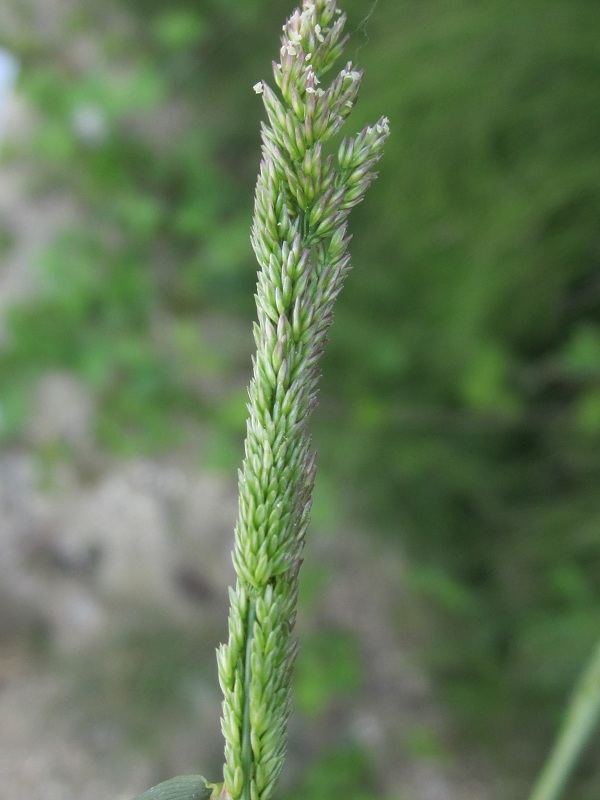 <i>Polypogon viridis</i> (Gouan) Breistr. subsp. <i>viridis</i>