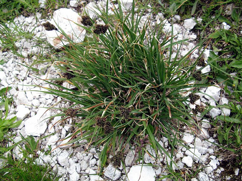 <i>Carex parviflora</i> Host