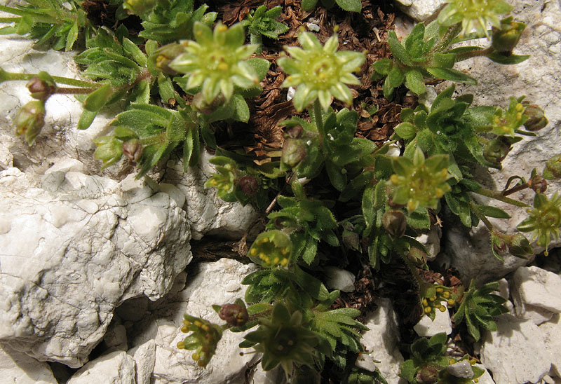 <i>Saxifraga sedoides</i> L. subsp. <i>sedoides</i>