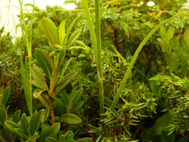 <i>Luzula luzuloides</i> (Lam.) Dandy & Wilmott subsp. <i>rubella</i> (Hoppe ex Mert. & W.D.J.Koch) Holub