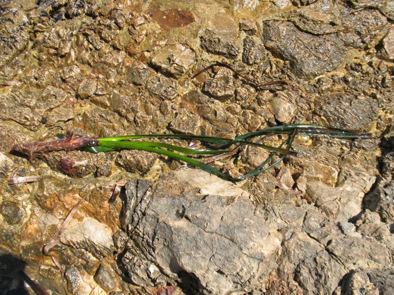 <i>Posidonia oceanica</i> (L.) Delile